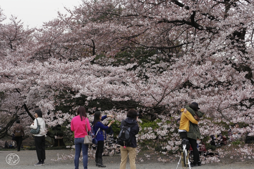 桜の季節　１