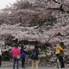 桜の季節　１
