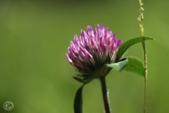 マクロで初夏の花 －３