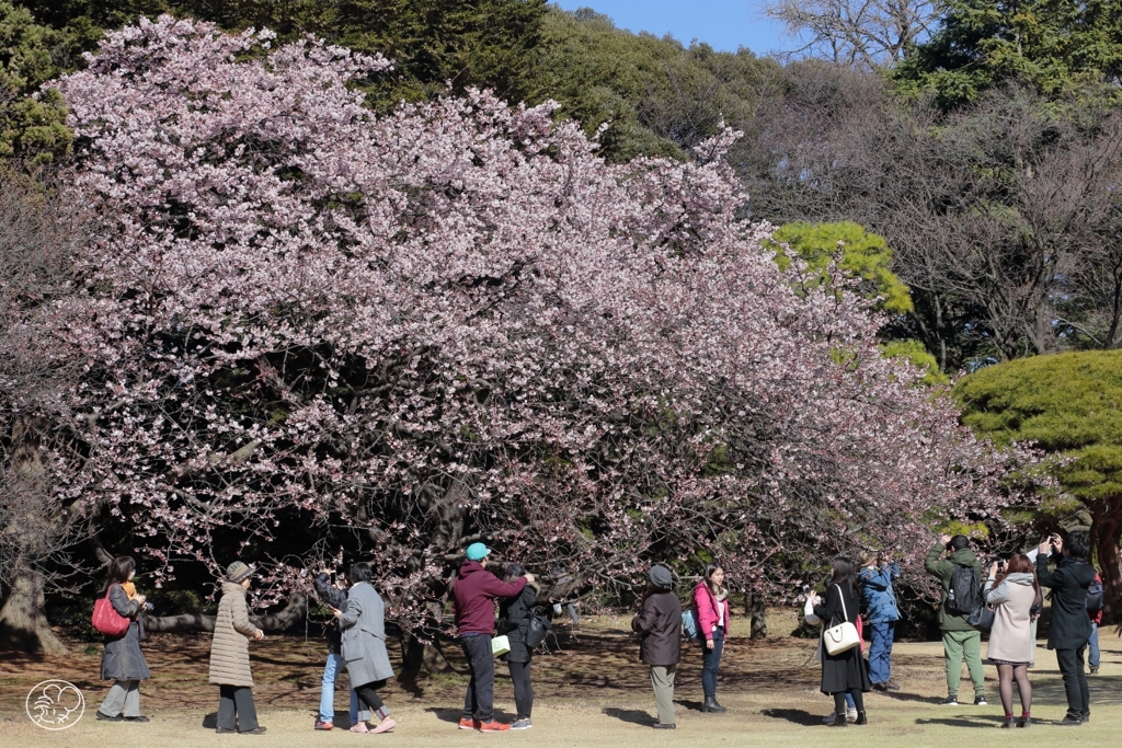 花に群がる