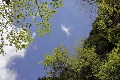 雲も初夏の流れ
