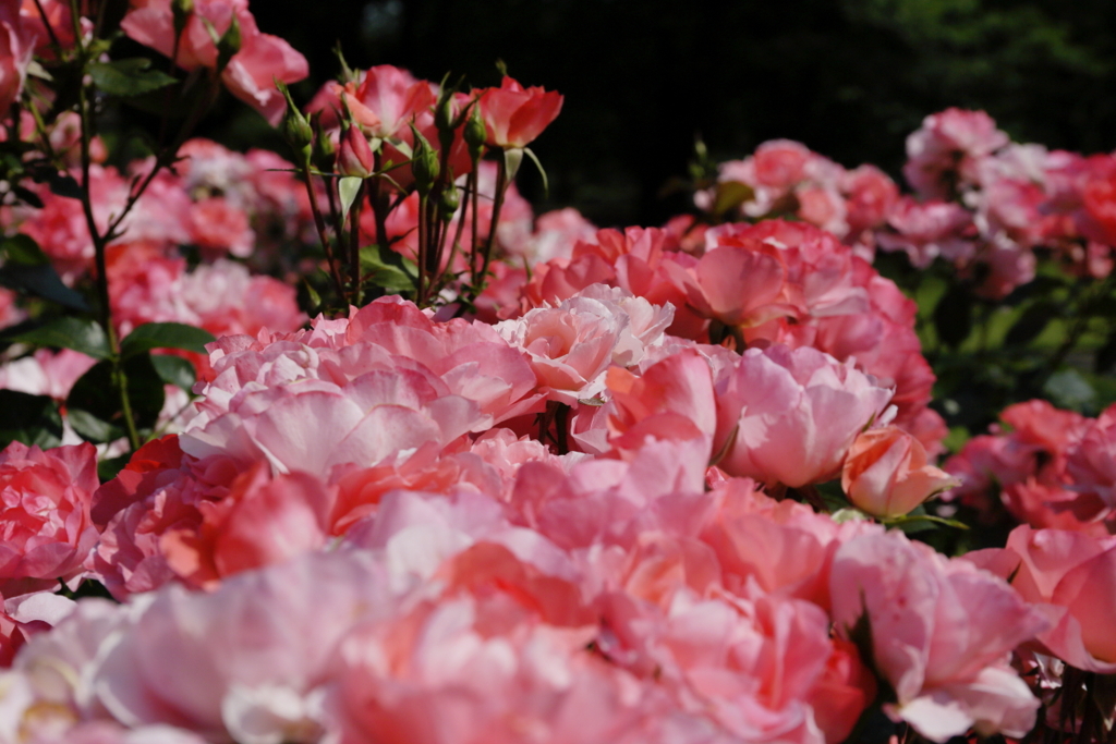 ジャルダ・ドゥ・フランス