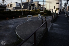 朝の散歩道 －４