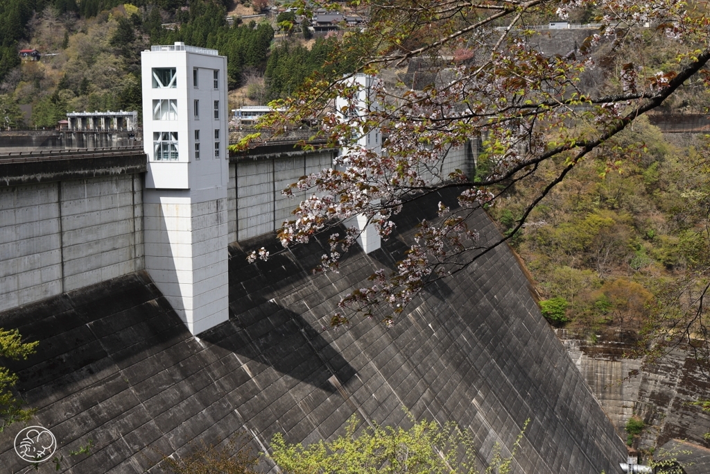 奥多摩湖の桜　３