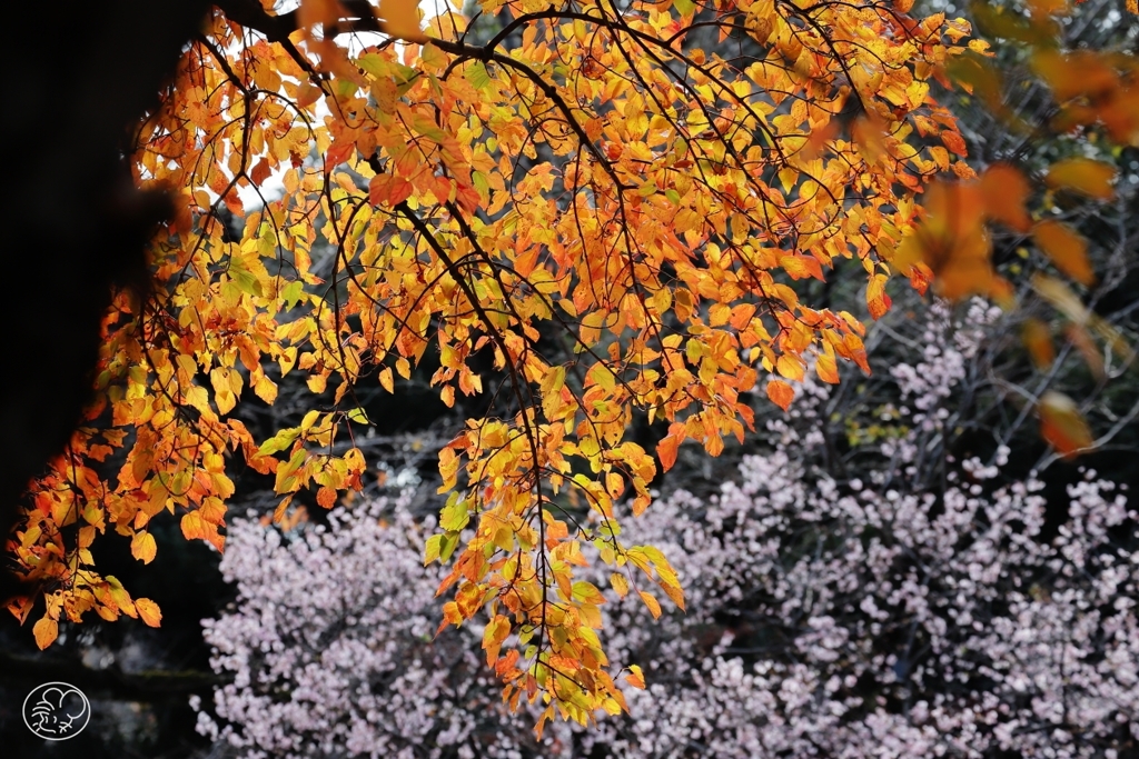 紅葉に桜