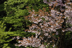 高尾の八重桜
