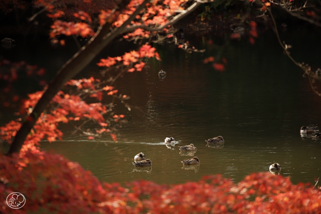 まどろみの水面