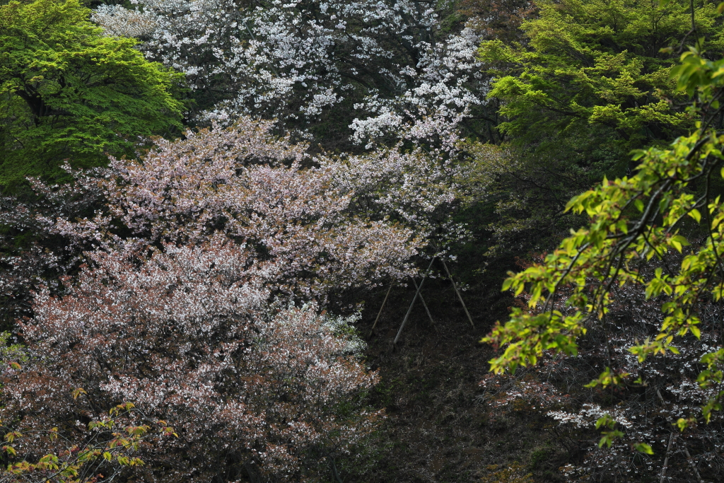 桜に緑－１１