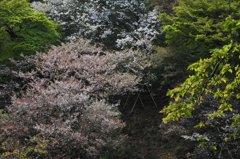 桜に緑－１１
