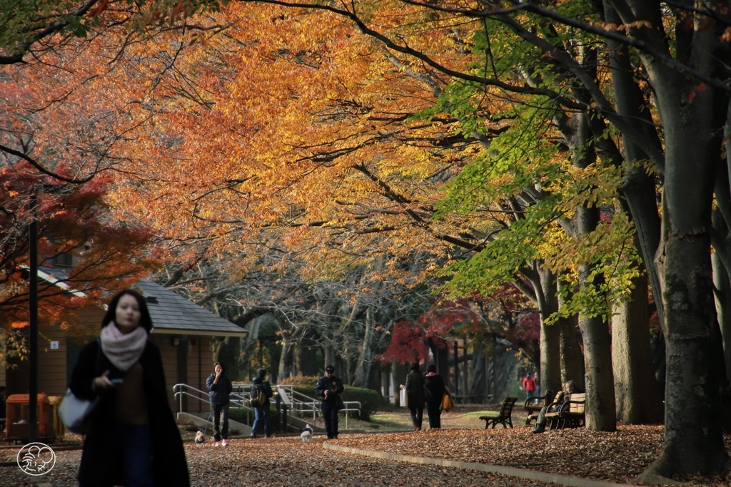 秋を送る公園