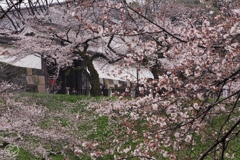 お城の桜