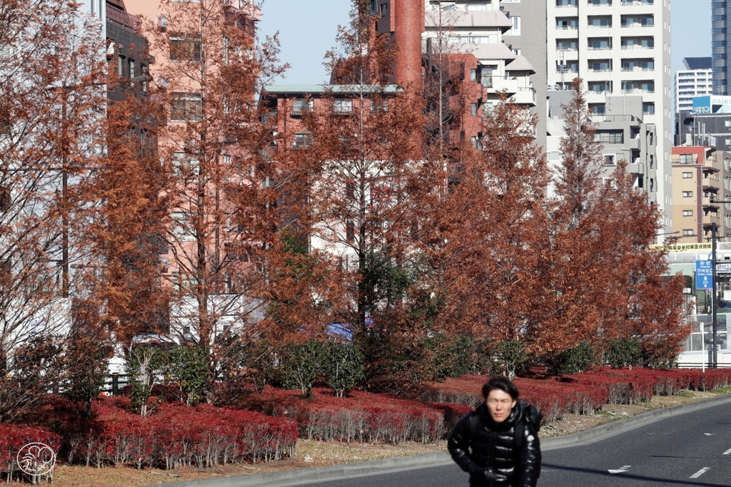 分離帯の紅葉