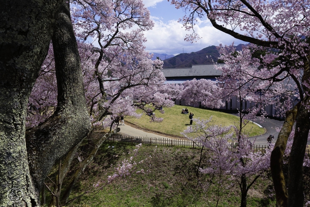 高遠の桜 －１５