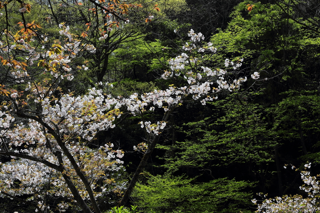 桜に緑－１