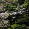 桜に緑－１