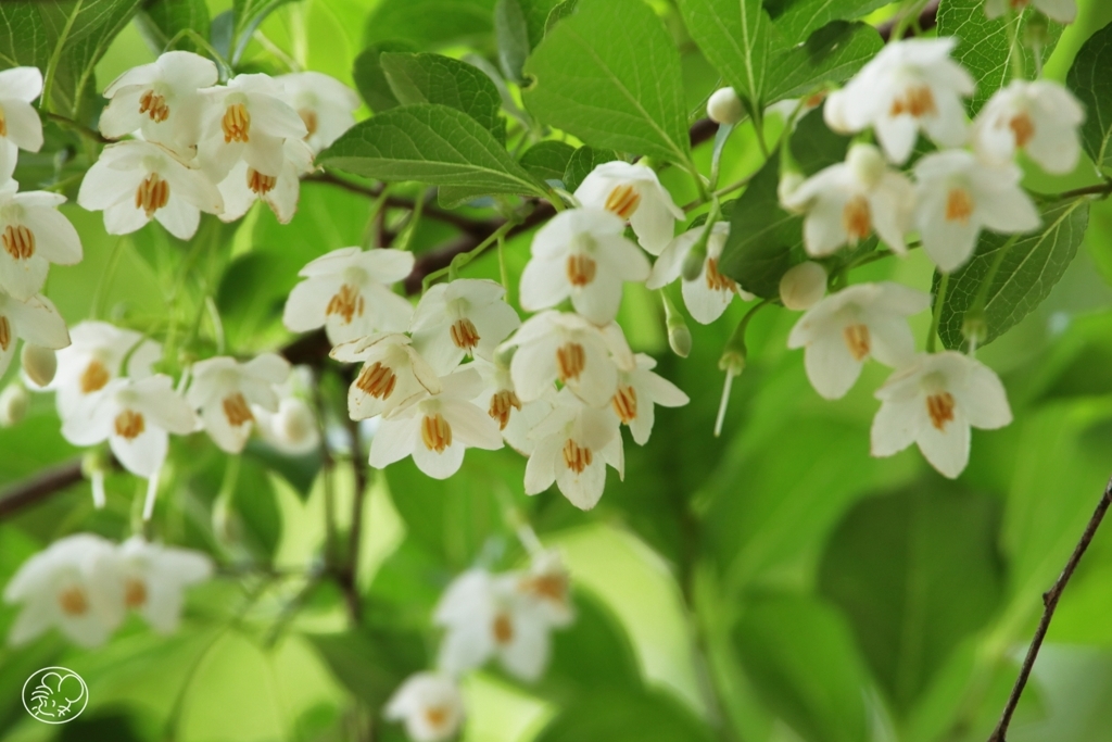 エゴノキの花