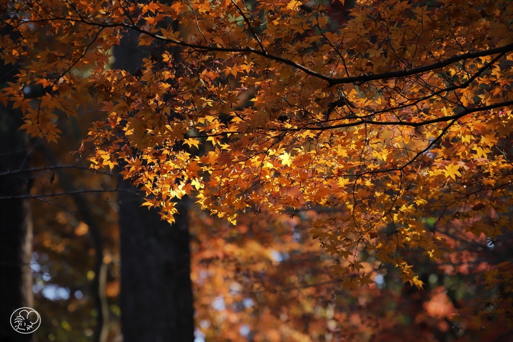 御苑の紅葉 －１０