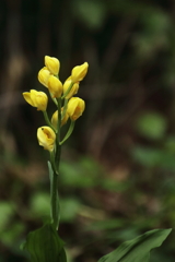 多摩の野生花　３