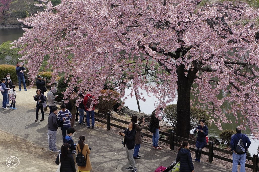 桜日和