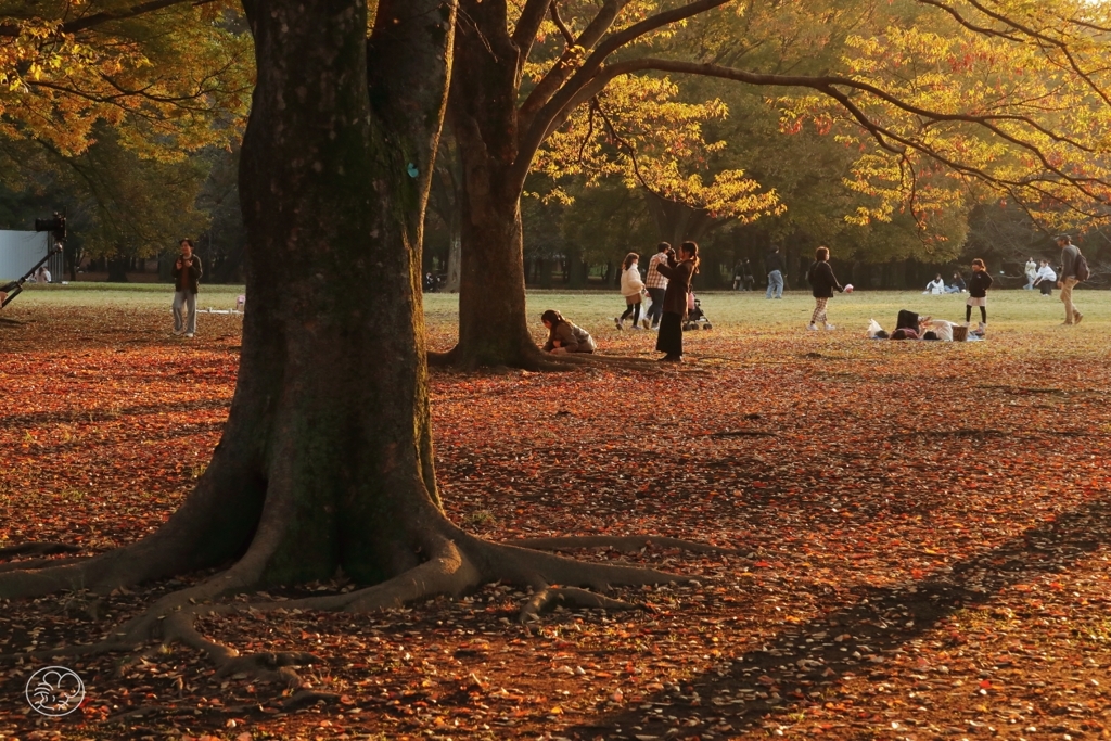 公園の秋　１０
