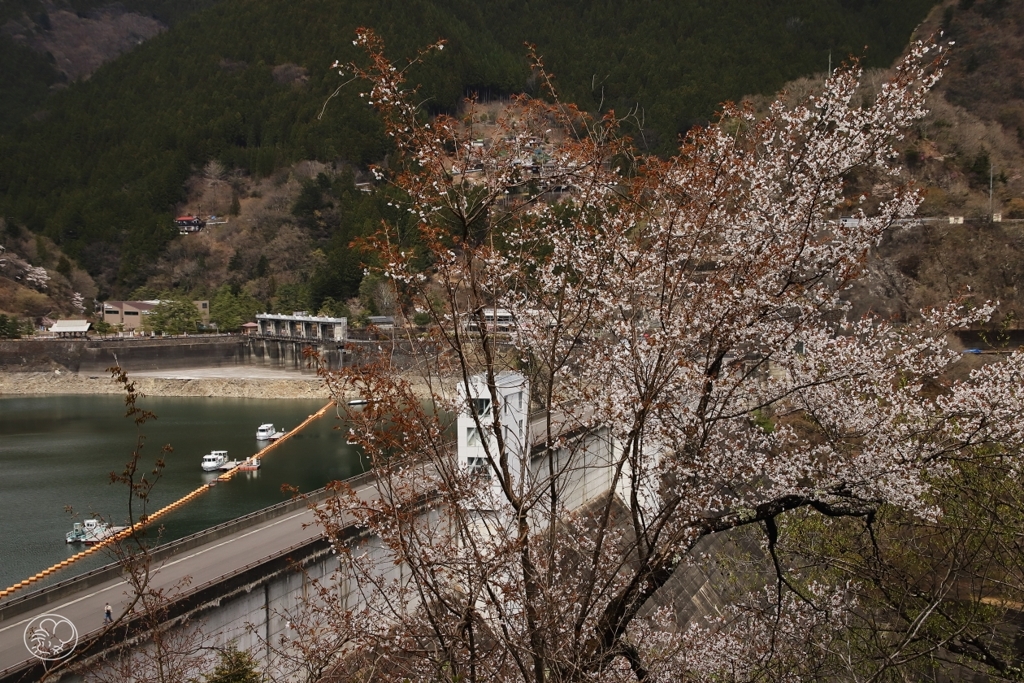 奥多摩湖の桜　４