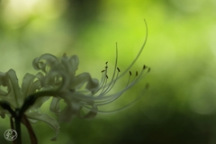 日陰の花