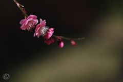 赤く