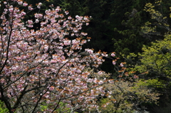 桜に緑－１０