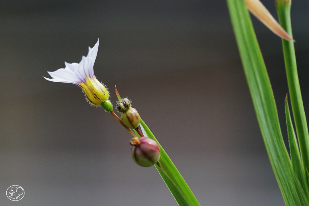 家の花　２