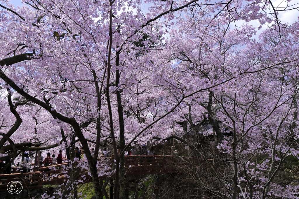 高遠の桜 －１