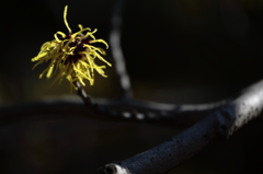 おどる花
