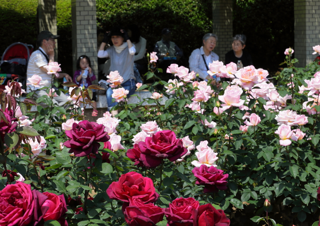 薔薇の園