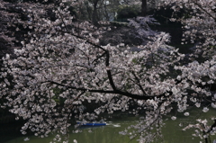 桜見る人々－１４