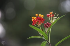 秋華　４