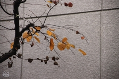 北青山界隈　２１