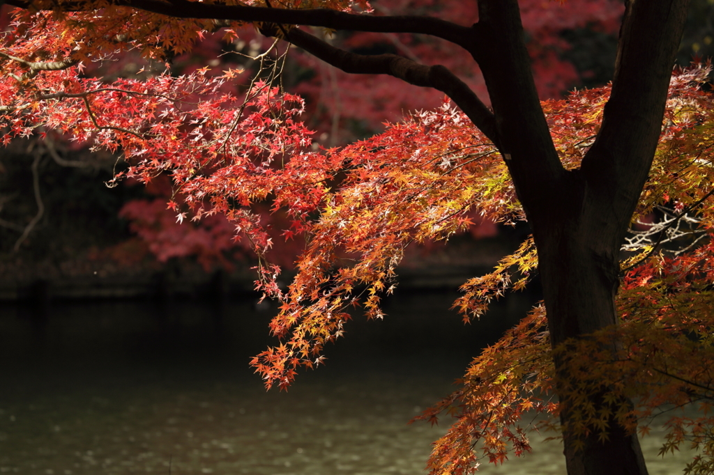 紅葉の新宿御苑－７