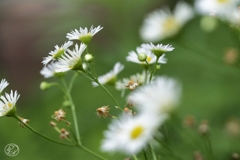 路傍の花