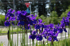 辻の花