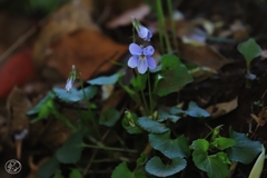 ひっそりと咲く花