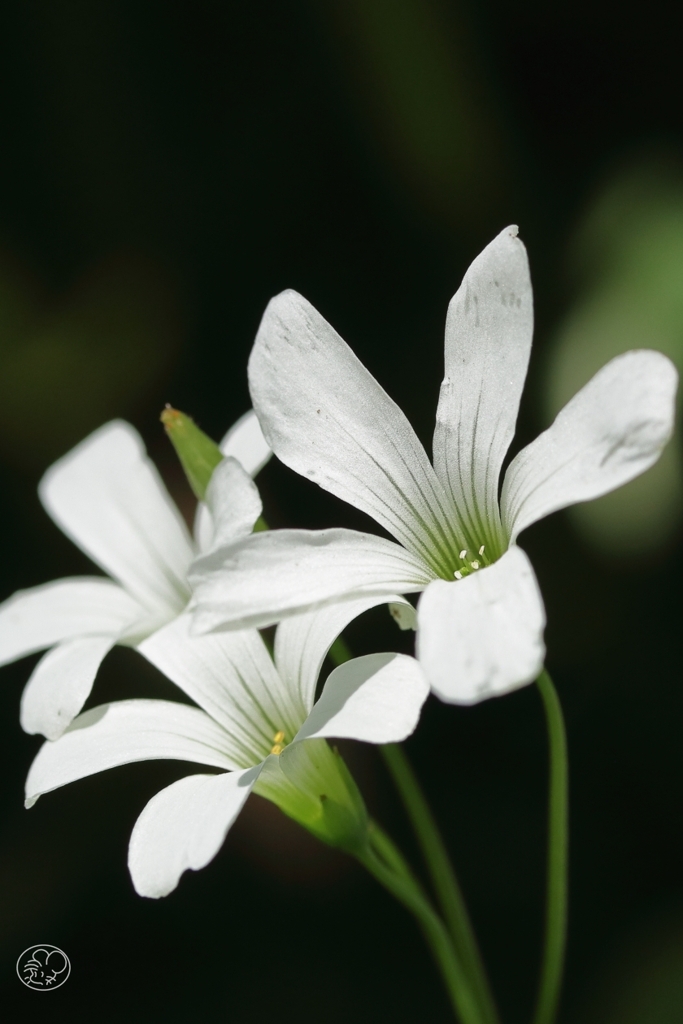 足元の花　７