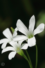 足元の花　７