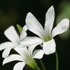 足元の花　７