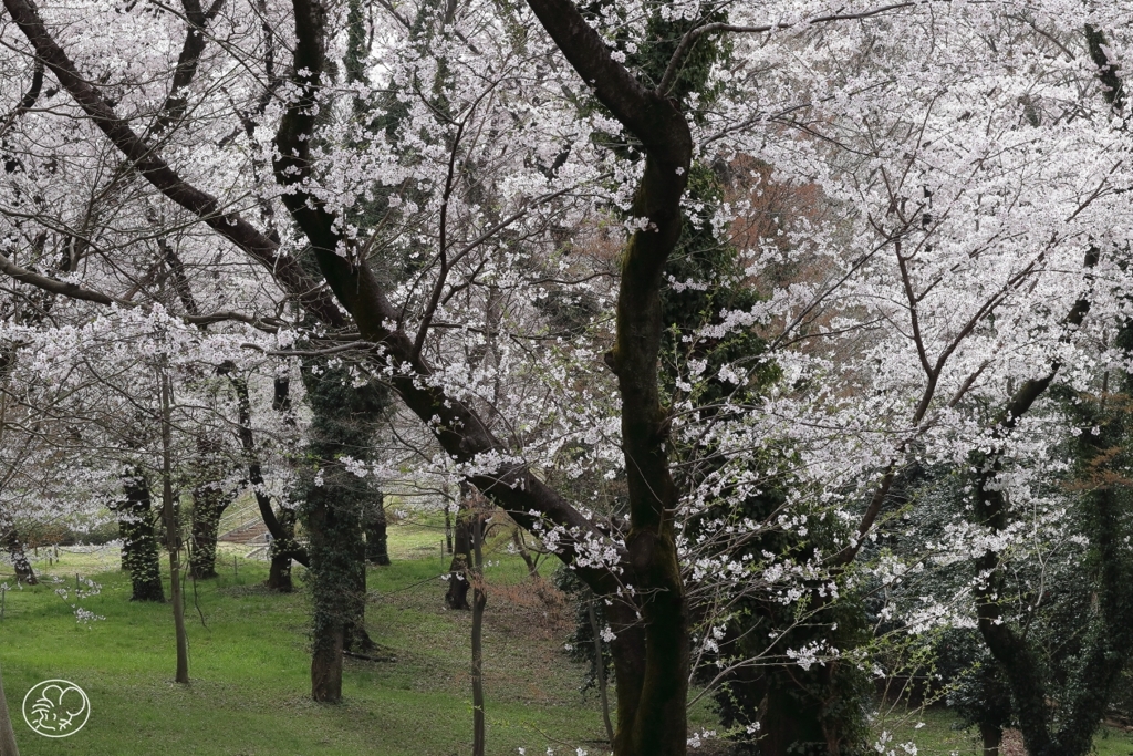 今年の桜　１