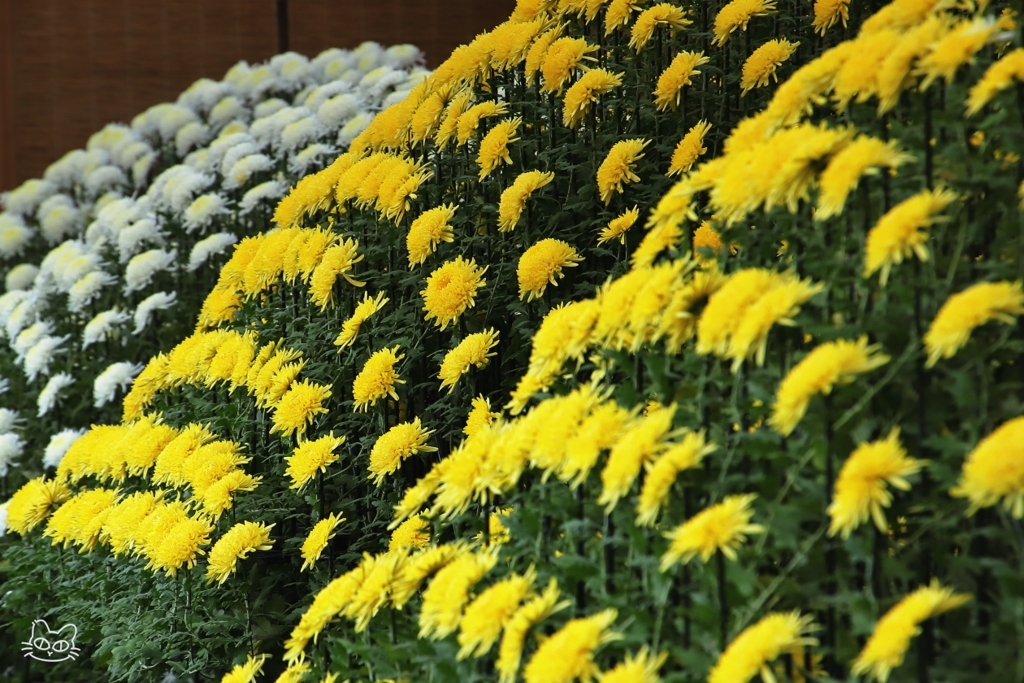 新宿御苑菊花壇展　３