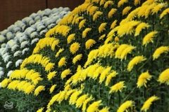 新宿御苑菊花壇展　３