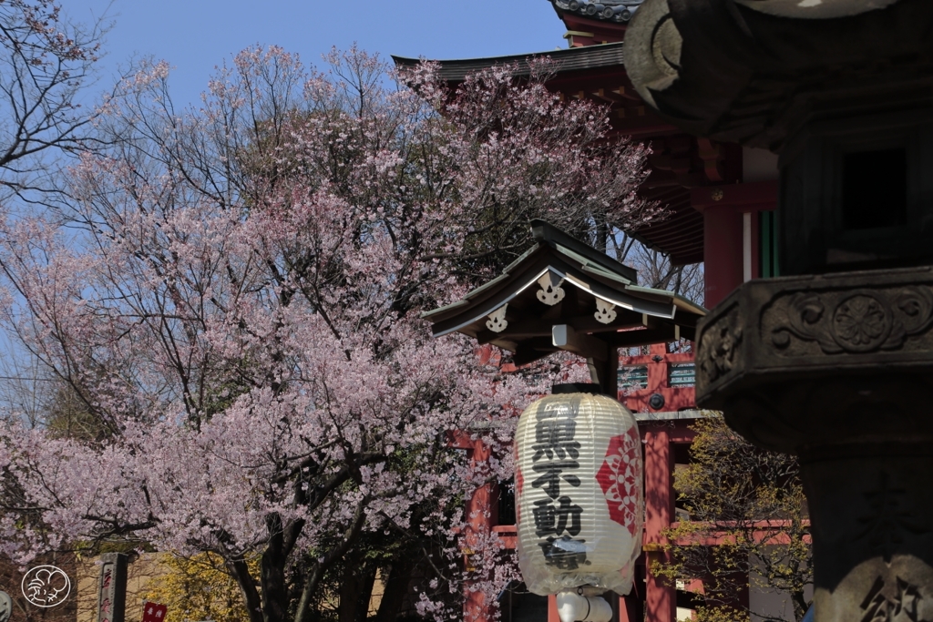 不動の桜