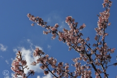 春はのびのび