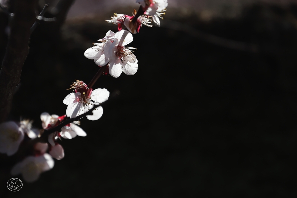 梅　５