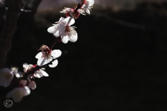 梅　５
