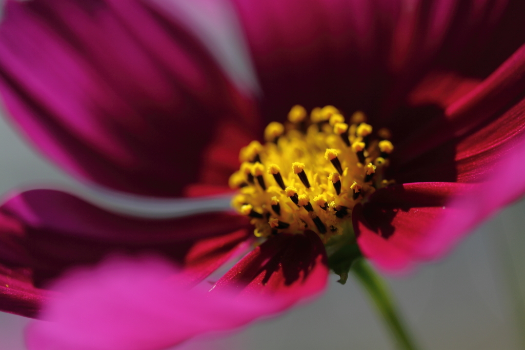秋華